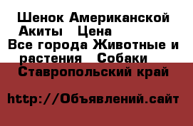 Шенок Американской Акиты › Цена ­ 35 000 - Все города Животные и растения » Собаки   . Ставропольский край